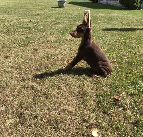 Doberman Pinscher puppy for sale + 51455