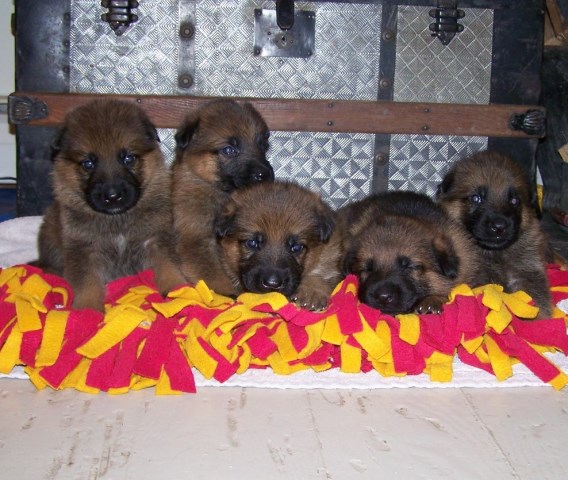 European German Shepherds