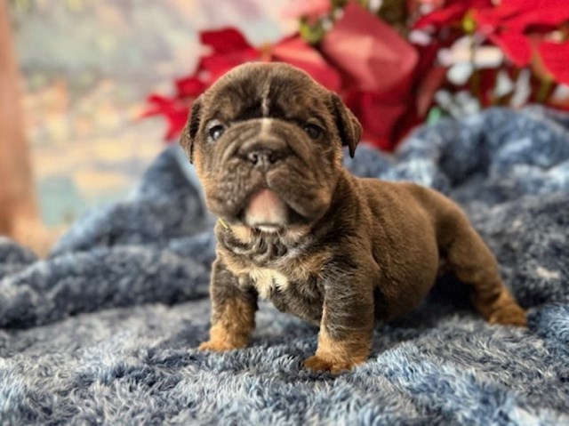 English Bulldog puppy for sale + 66957