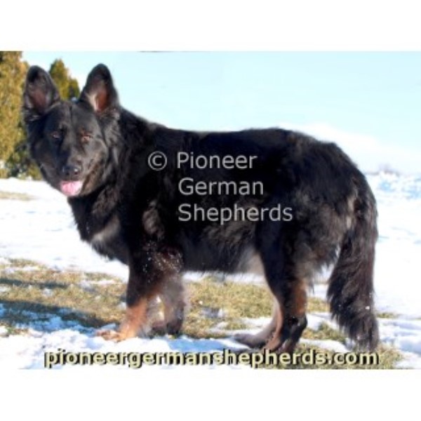 Shiloh Shepherd Puppy Dog For Sale In Gettysburg Pennsylvania
