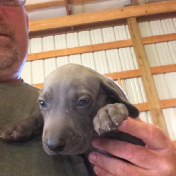 Weimaraner puppy for sale + 46637