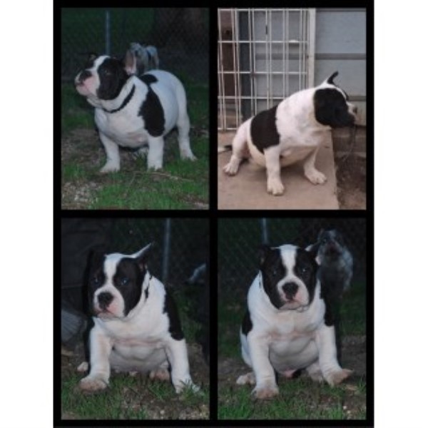 American Bully Dax X Mini Moose