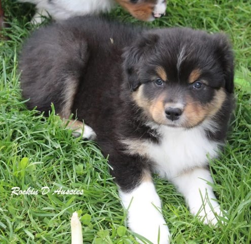 Australian Shepherd puppies. Health tested parents CH bloodlines