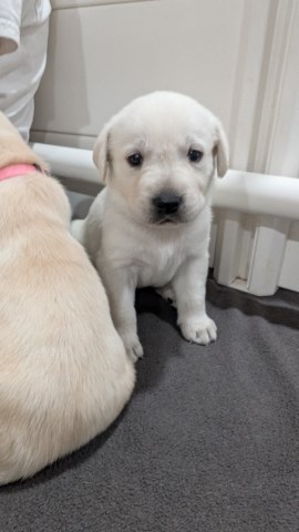 Labrador Retriever puppy for sale + 66534