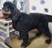 Retired Champion Female Cocker Spaniel American Cocker Spaniel for sale/adoption