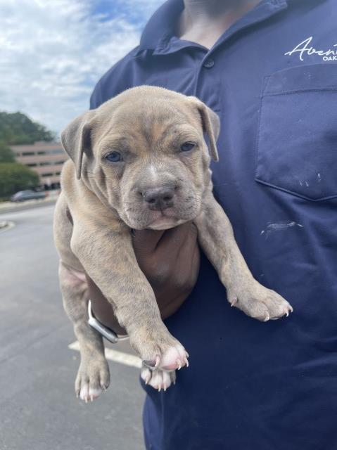 Beautiful Merle bullies
