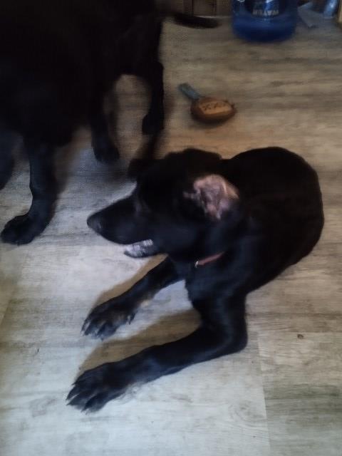 Purebred GSD Gulf