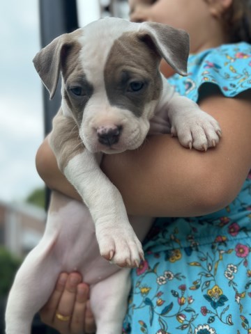 American Bully available looking for new home