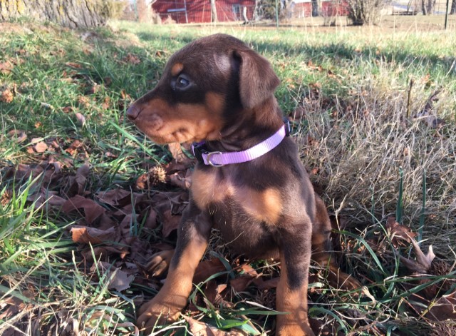 Doberman Pinscher puppy for sale + 61280