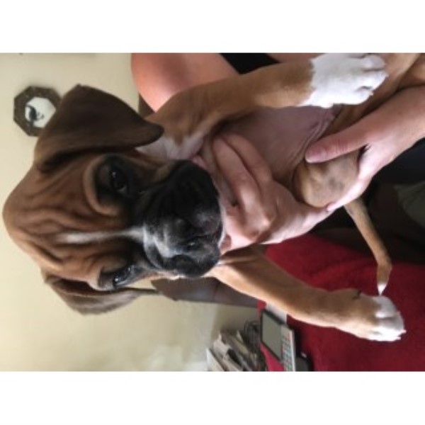 Gorgeous Boxer Puppies