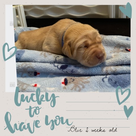 Labrador Retriever puppy for sale + 61381