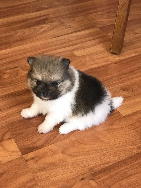 Pomeranian puppy for sale + 52655
