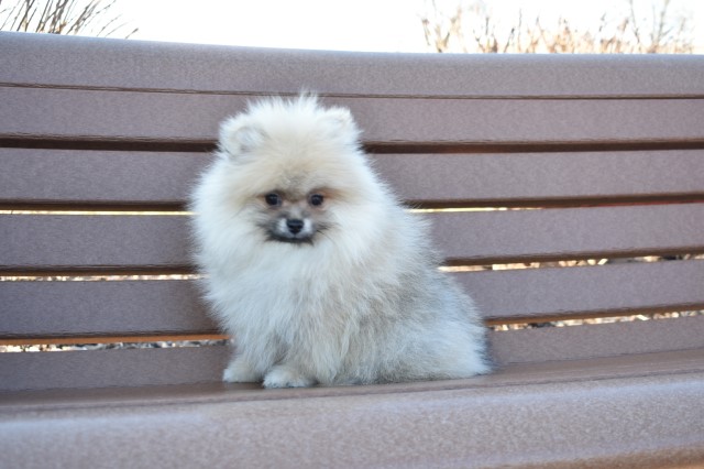 Purebred Pomeranian puppy Girl Shirley