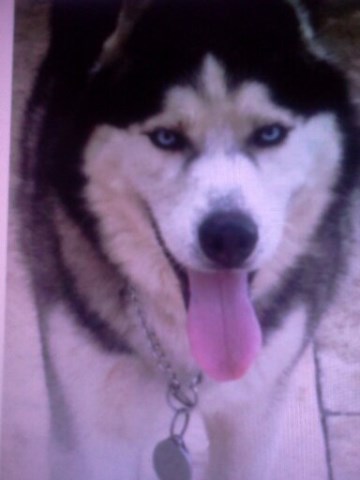 AKC Male Siberian Husky