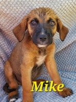 St Bernard Mastiff Saint Bernard for sale/adoption