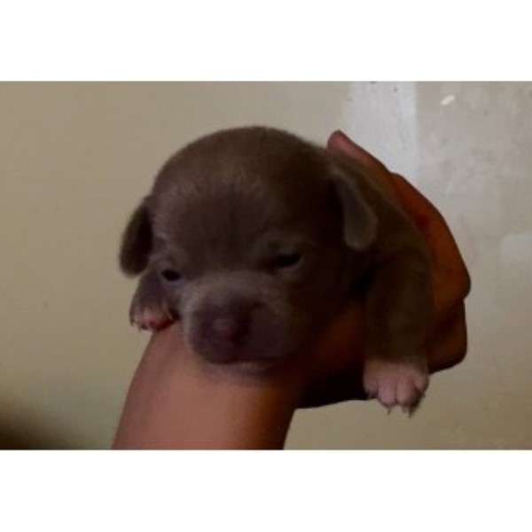 Chihuahua puppy for sale + 46758