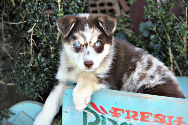 pomsky puppies for sale