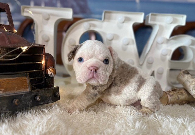 English Bulldog, F, white pied fawn merle, PET ONLY