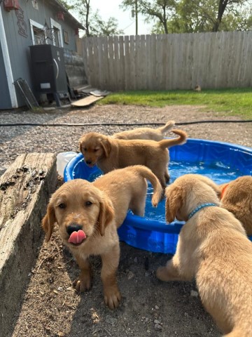 Golden Retriever puppy for sale + 65100