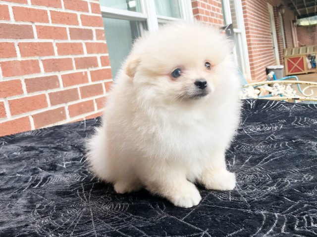Pomeranian puppy for sale + 66173
