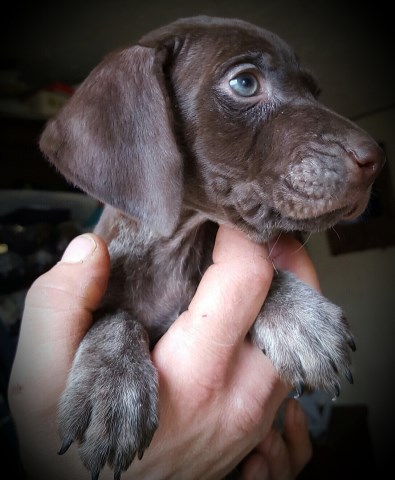 Akc German shorthair pointer puppies