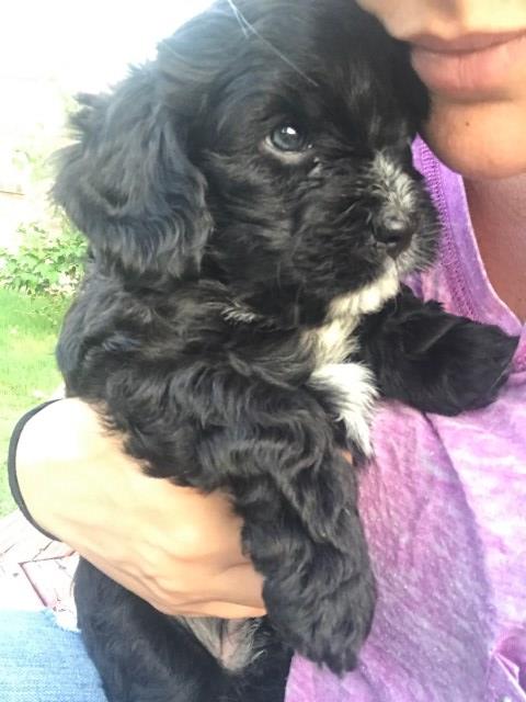 Cavalier King Charles Spaniel puppy for sale + 49789