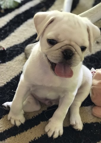 Pug puppy for sale + 58036