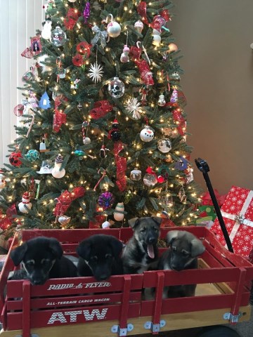 8 week old German Shepherd /border collie puppies