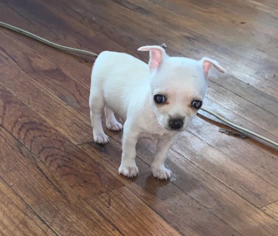 Cute Chihuahua Puppies