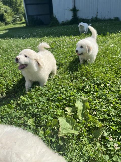 Great Pyrenees Puppies