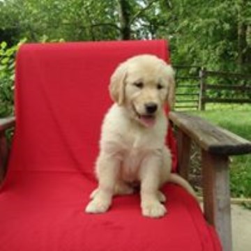 Golden Retriever puppies