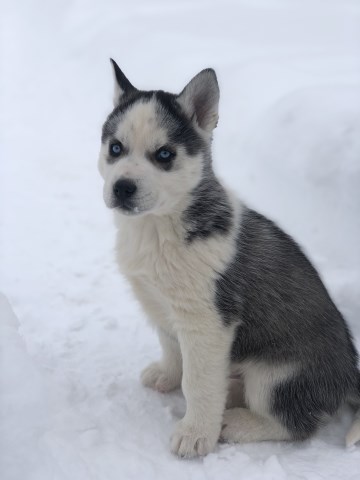 Siberian Husky puppy for sale + 59316