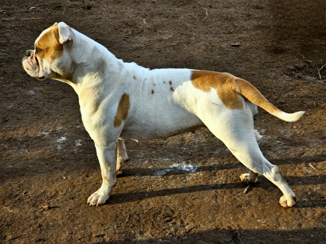 American Bulldog puppy for sale + 66178