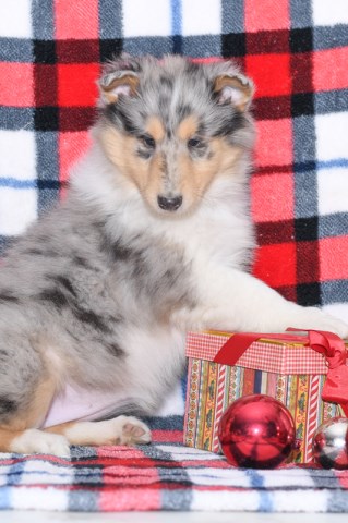 Stunning Blue Merle Shelly for Sale