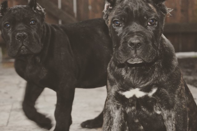 download cane corso champion bloodlines download cane corso champion bloodlines