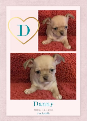 Teacup Shi Chi Teddy Bear Puppies for Sale