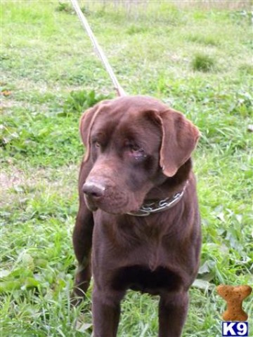 AKC Chocolate Labrador Retriever Puppies