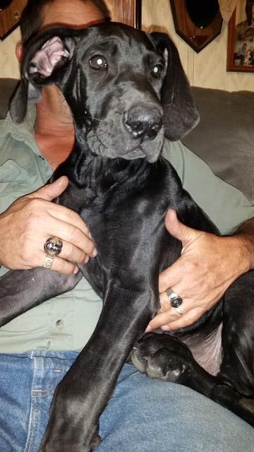 Great Dane puppy for sale + 49958