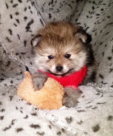 Pomeranian puppy for sale + 58714