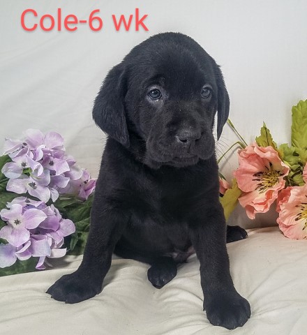 Cole, AKC labrador Retriever