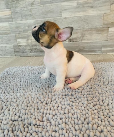 French bulldog male 4