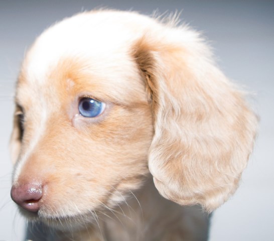 AKC purebred mini dachshund puppies