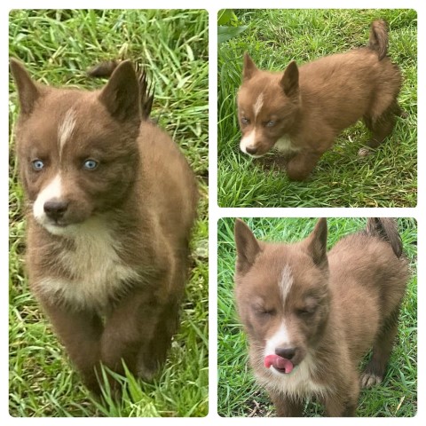 Akc husky puppies