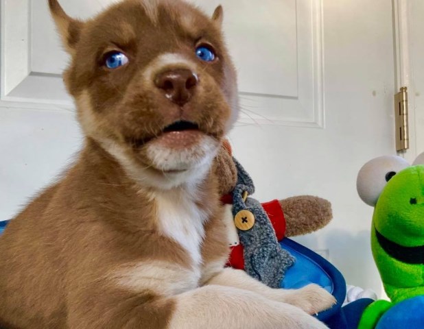 Siberian Husky puppy dog for sale in Woodland Park, Colorado
