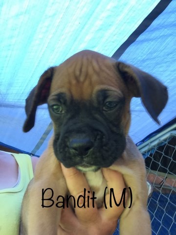 Boxer puppy for sale + 53169