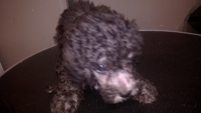 Poodle Miniature puppy for sale + 54519