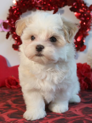 Havanese puppy for sale + 63037