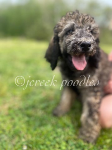 Poodle Standard puppy for sale + 63362