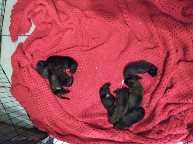 Belgian malinois