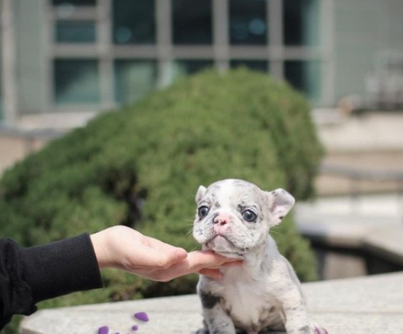 French Bulldog puppy for sale + 64662